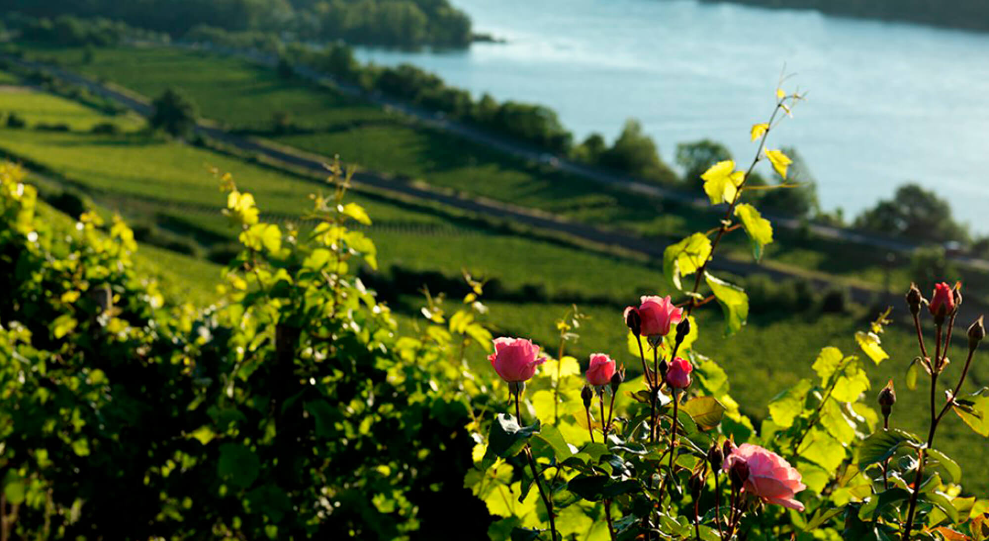 climatic-requirements-for-grape-growing-in-germany-great-wine-capitals