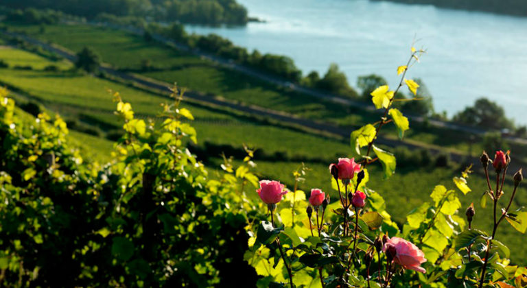 GWC Webinar: Best Sustainable Practices in Wine Tourism