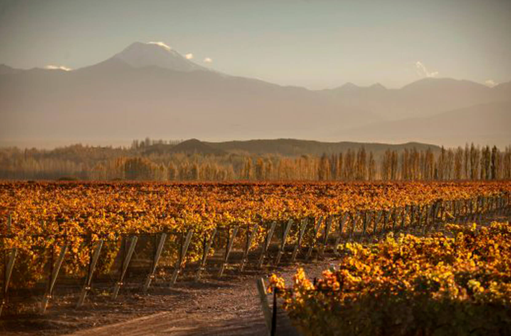 why-harvest-period-is-the-ideal-time-to-discover-mendoza-great-wine