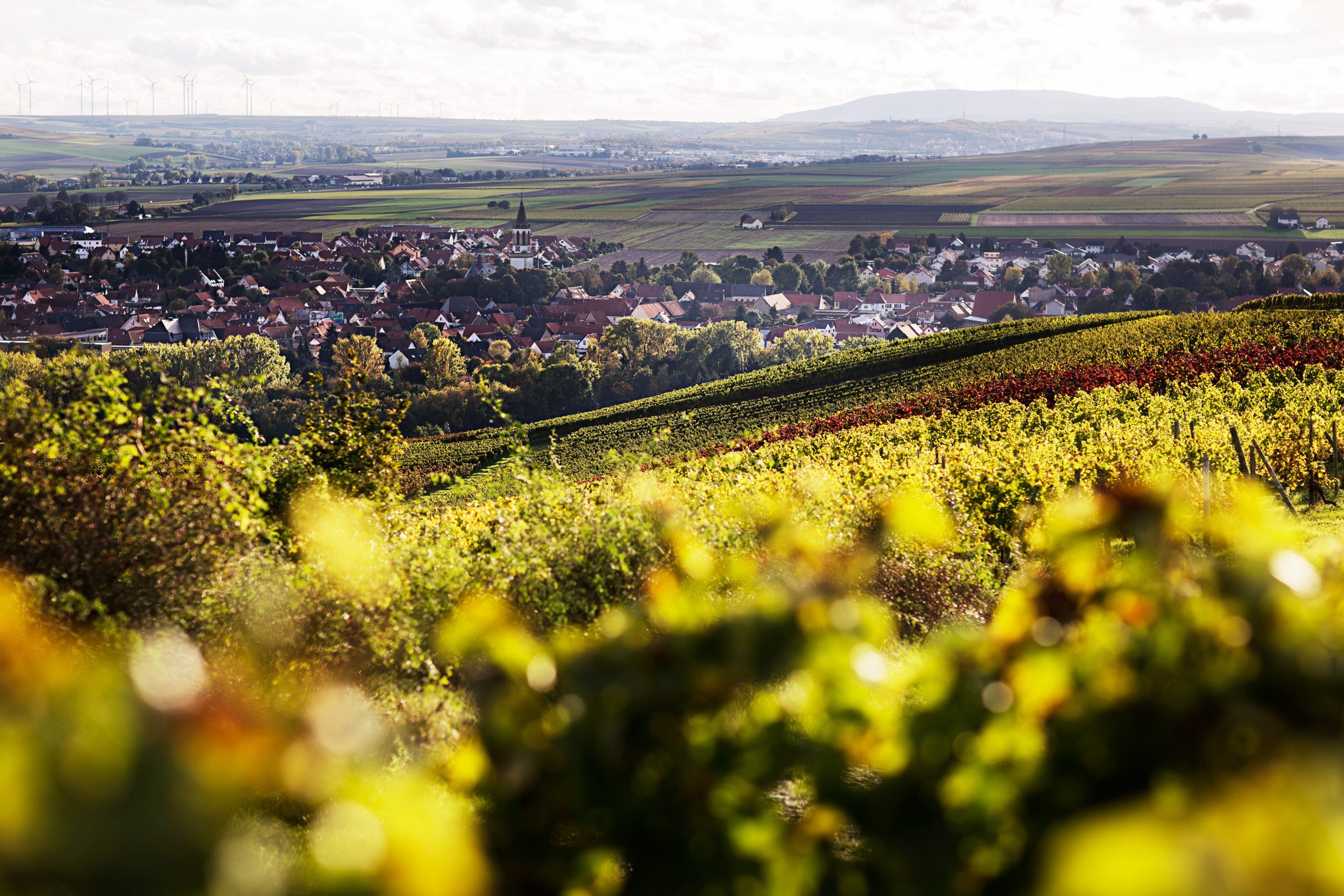 GWC Travel Experts presented the Mainz and Rheinhessen wine destination in Germany