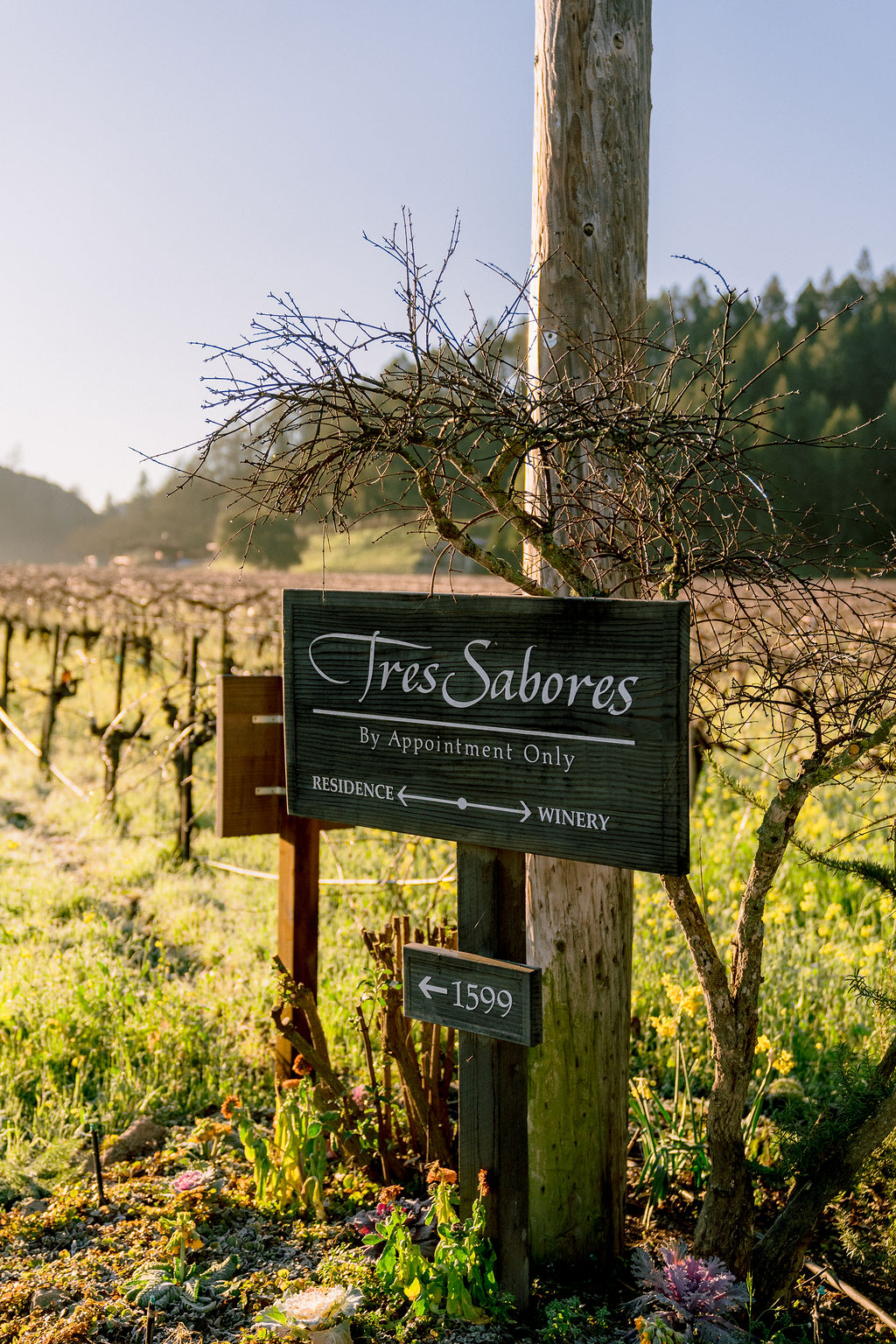 Tres shop sabores winery