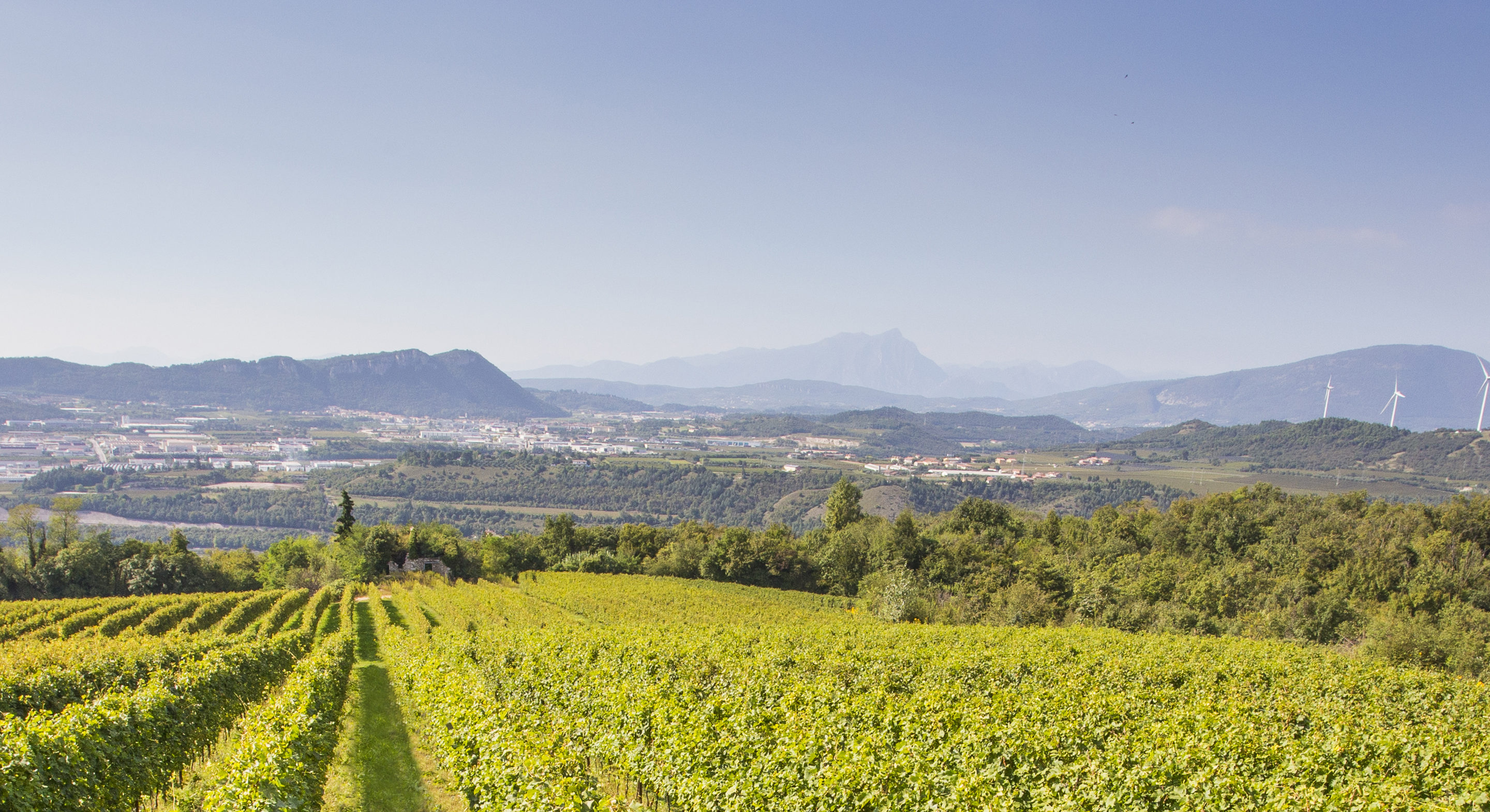 Wine production in Valpolicella (Verona) and climate change – Strategies to reduce the impact