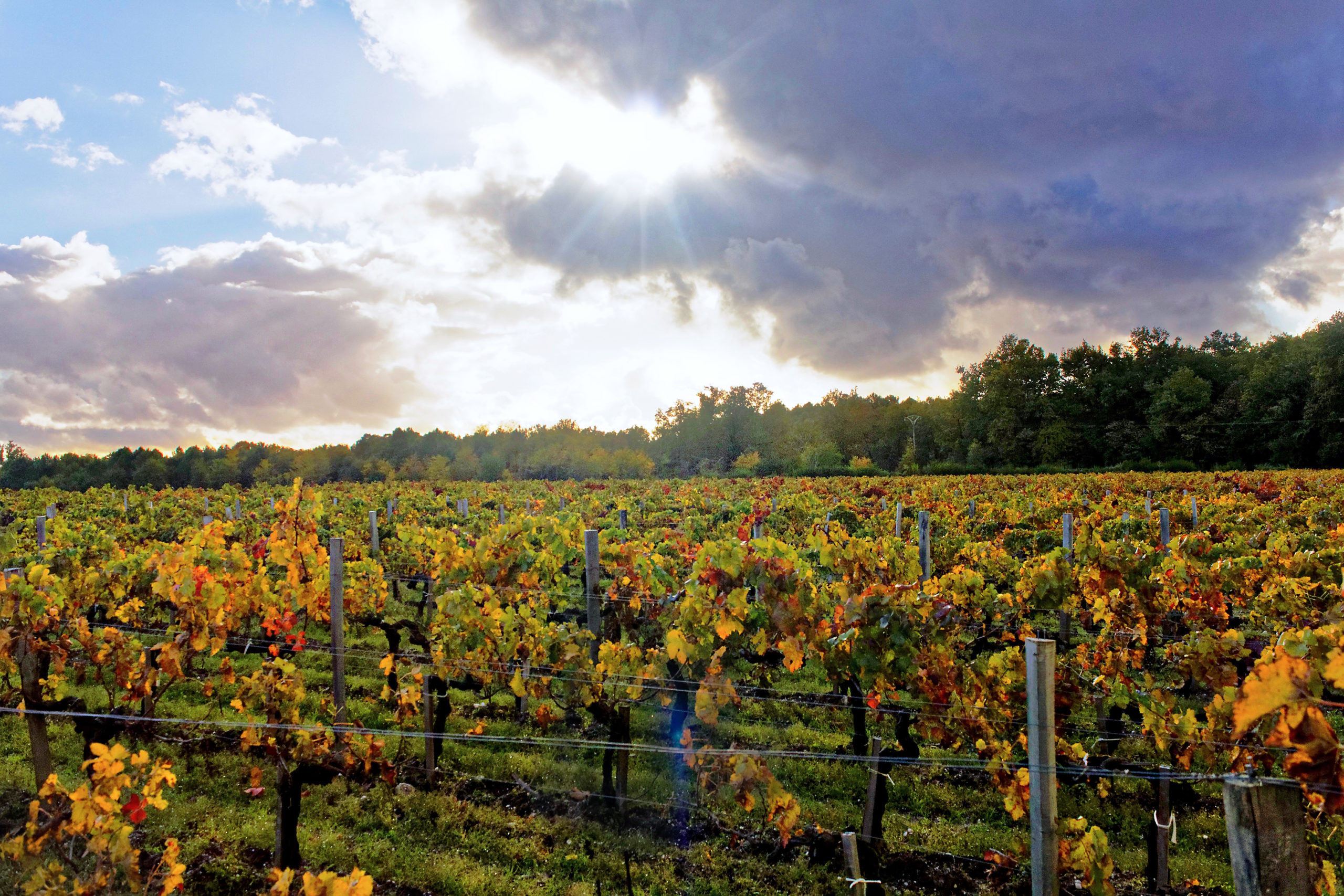 Climate Change in Bordeaux, the good, the bad and the hopeful