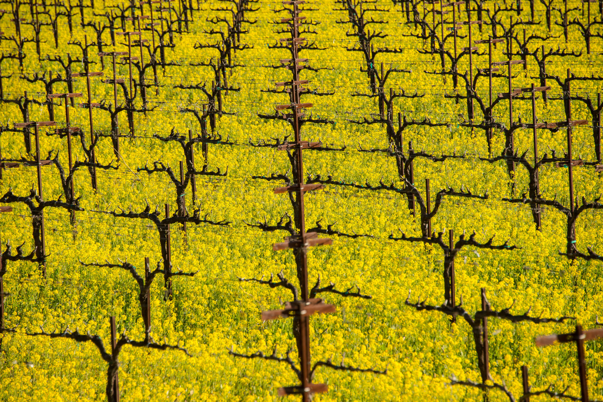 Napa Valley: Leading Climate Mitigation in Wine Industry