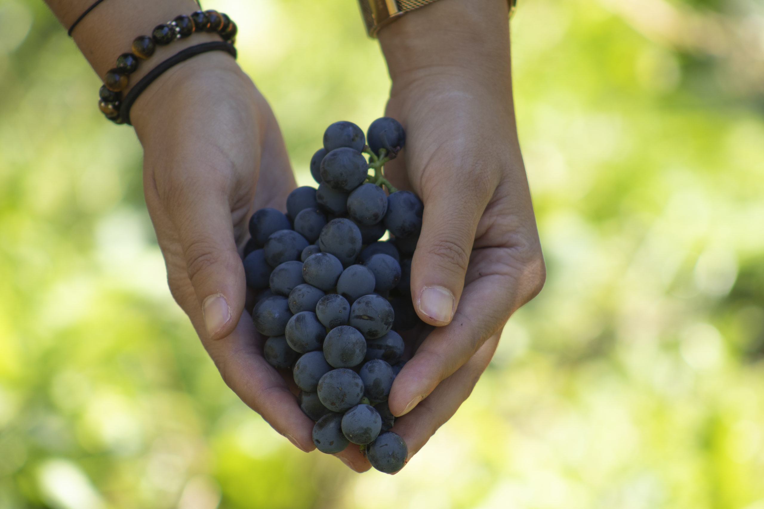 The Impact of Climate Change on Swiss Wine