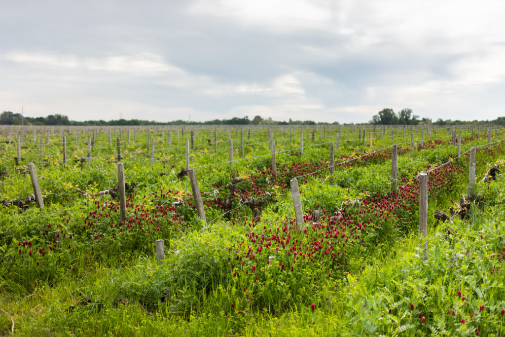 Biodynamic wine-growing