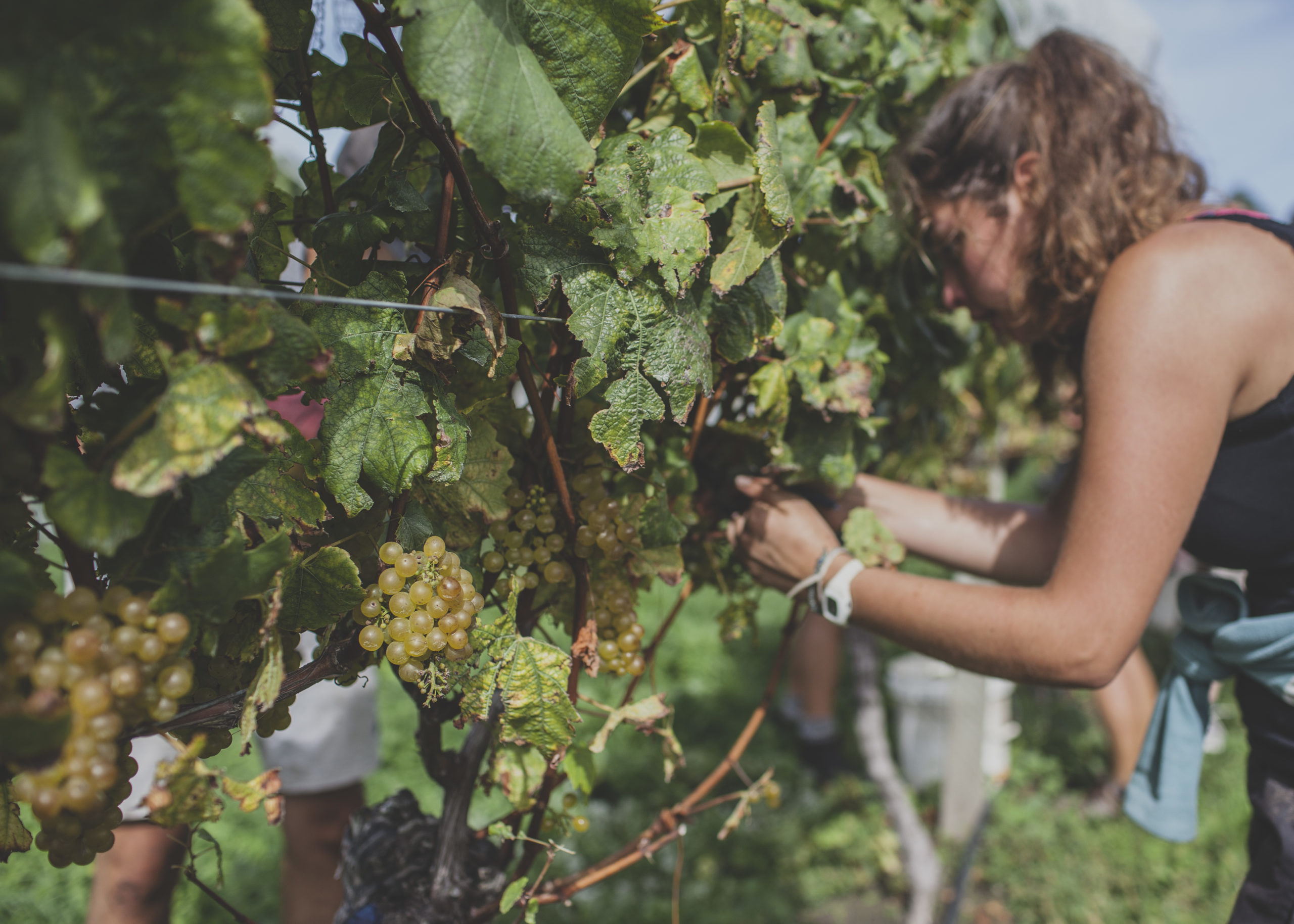 Hawke’s Bay wine harvest celebrated with festivals and events