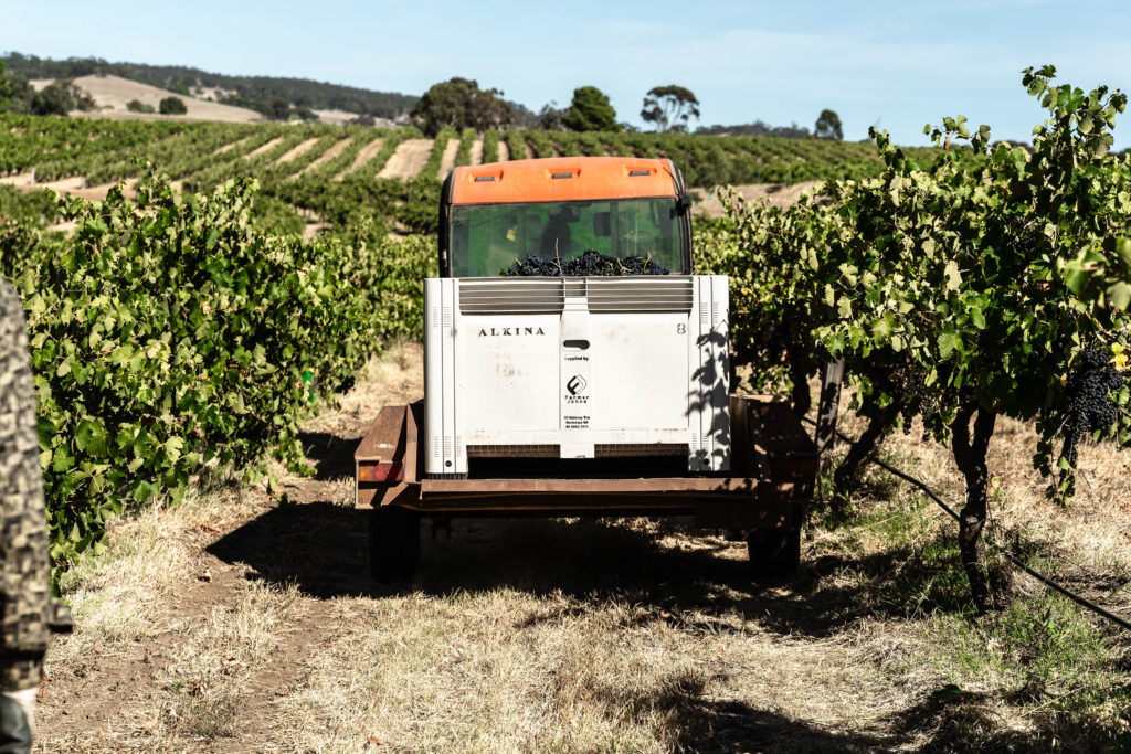 Harvesting at Alkina