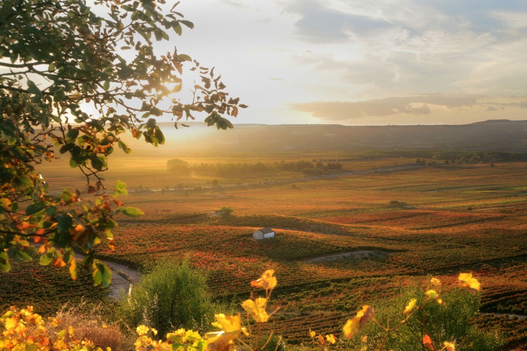 Rioja’s Autumn Magic: Vineyard Hikes and Scenic Drives