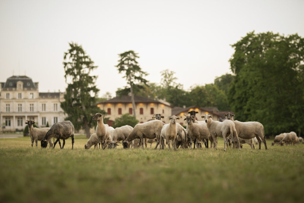 The sheep of Giscours