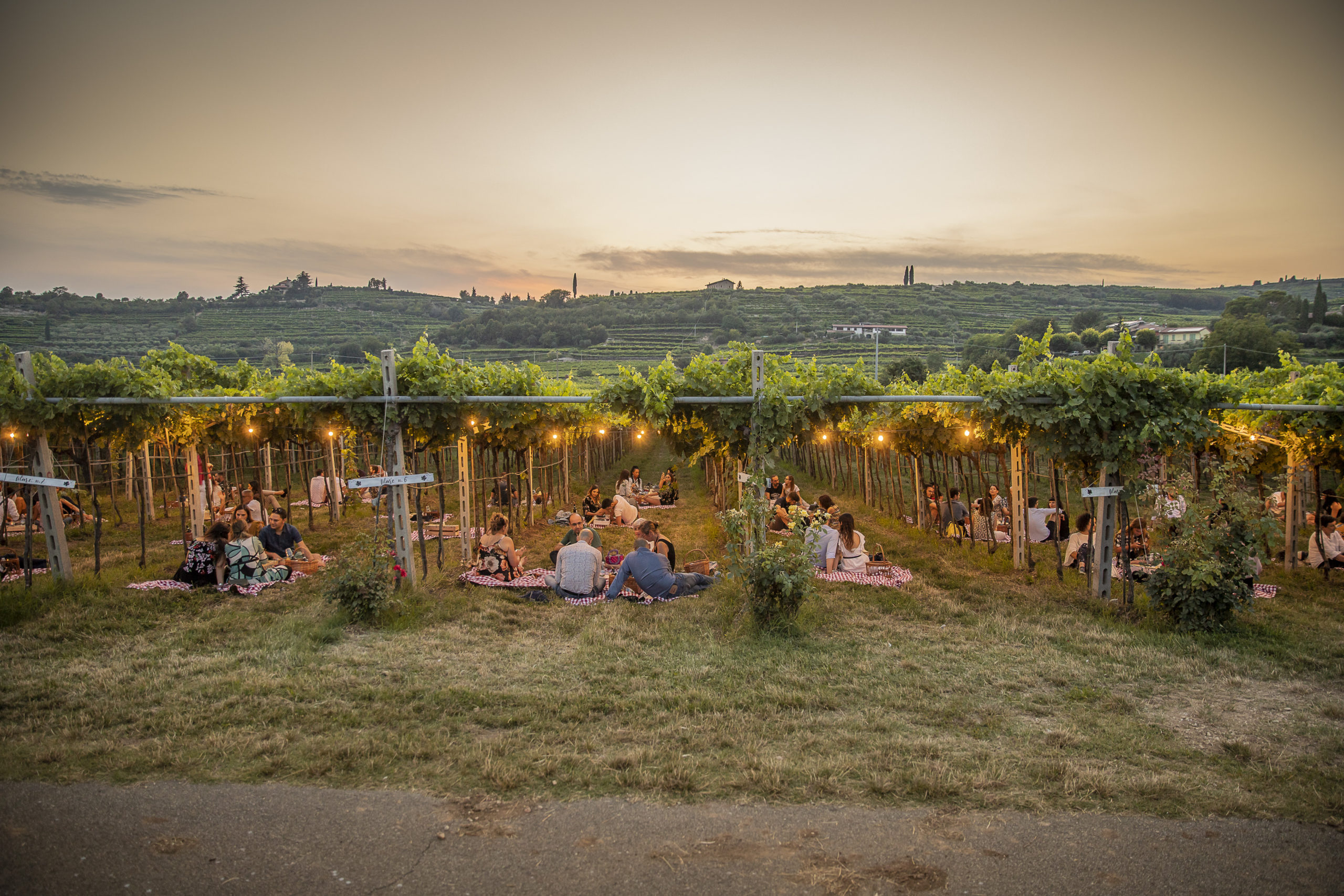 Wine as you have never experienced it: unique activities by Veronese wineries