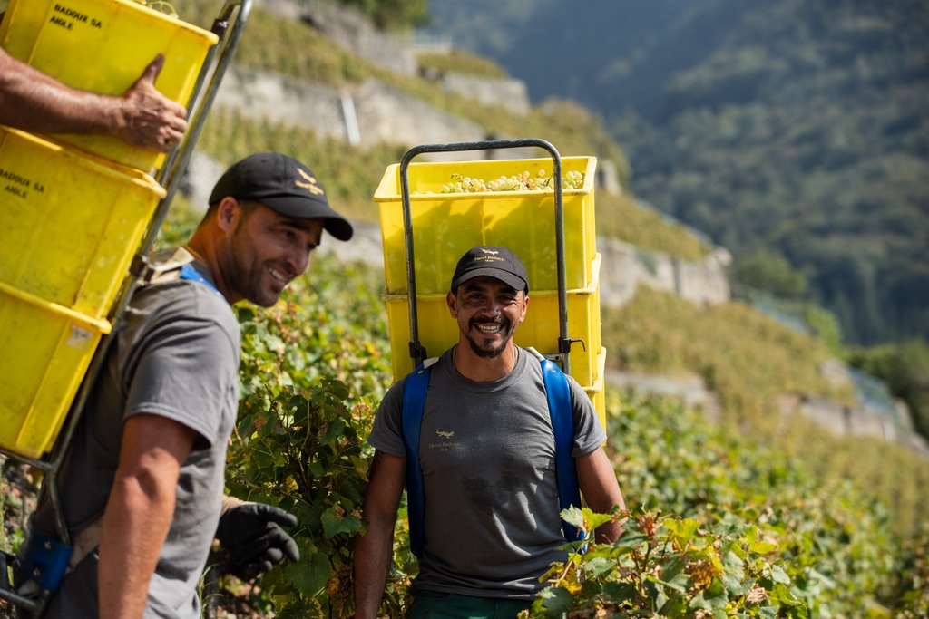 These Swiss winemakers are driving the wine industry forward