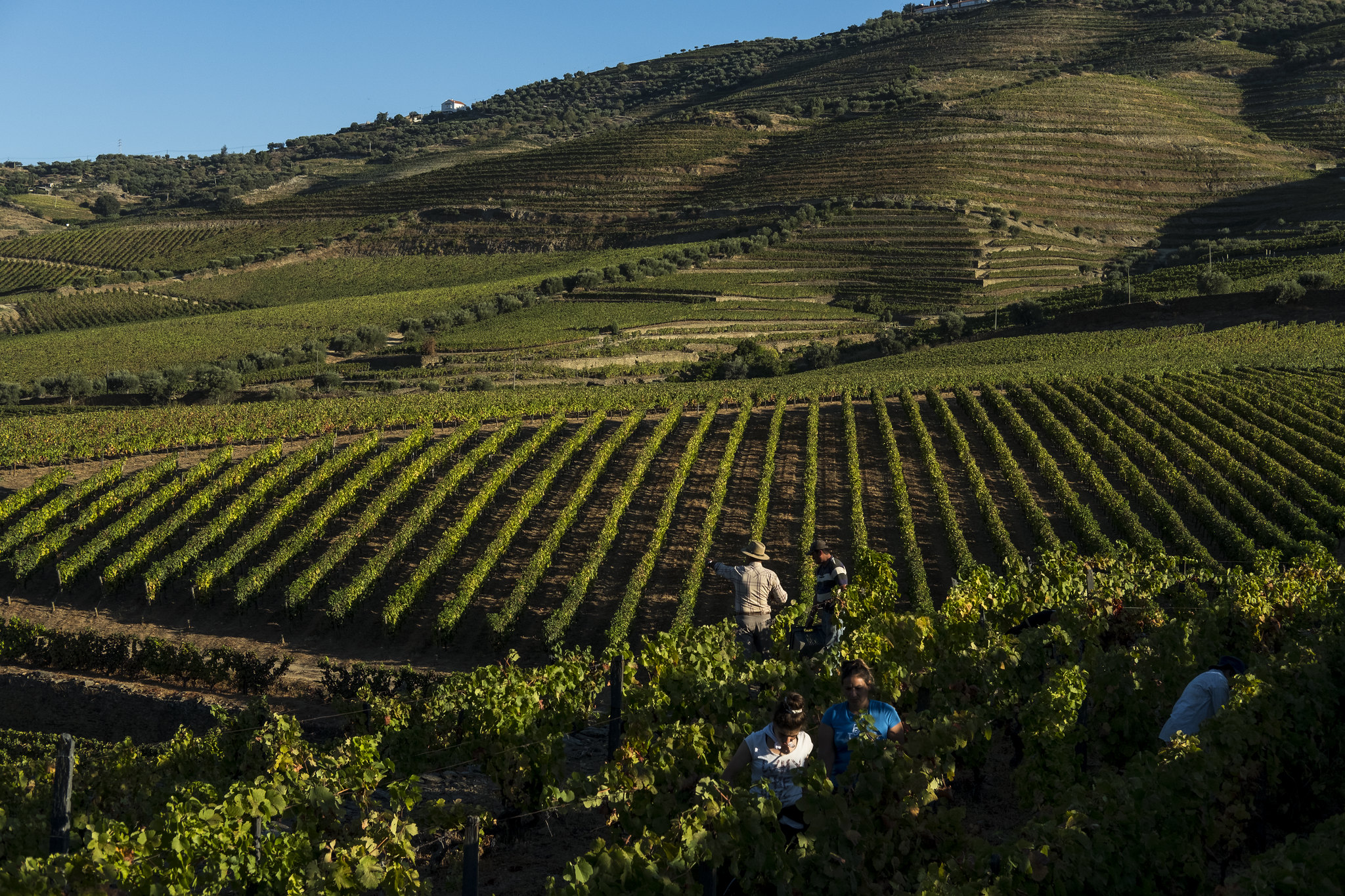 Winemakers who shaped the legacy of Porto and Douro