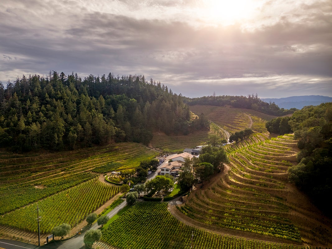 Pine Ridge Vineyards: Where Sustainability Meets Excellence