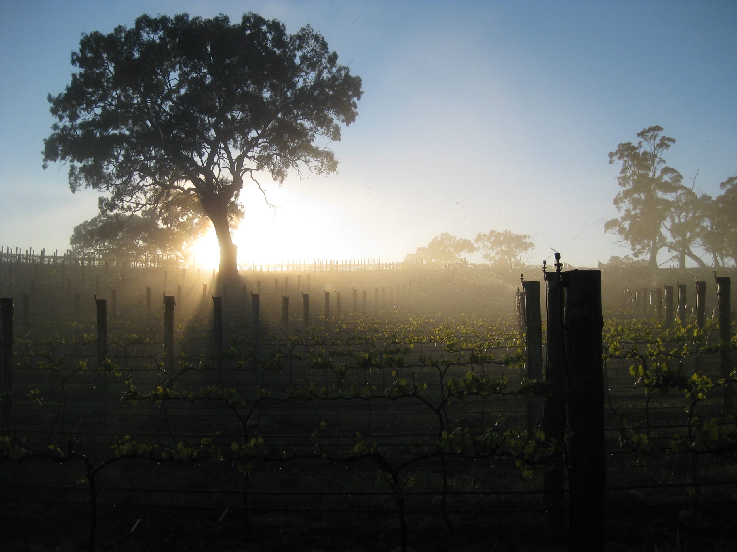 The largest certified sustainable winery in the Adelaide Hills