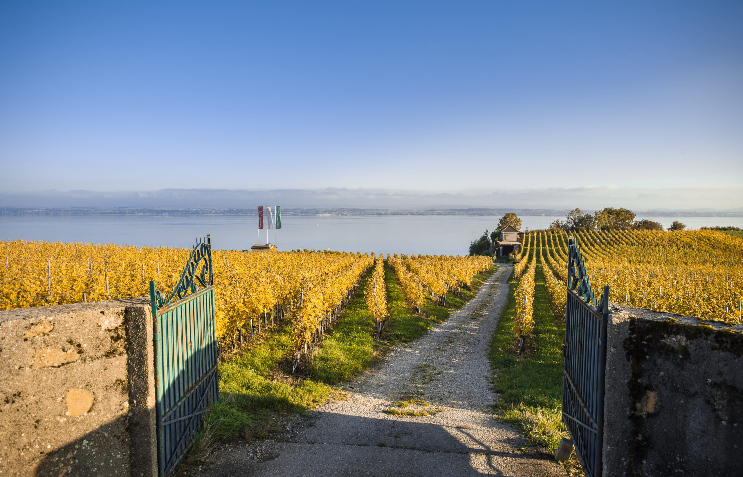 Swiss Wine Diversity – A National Pride