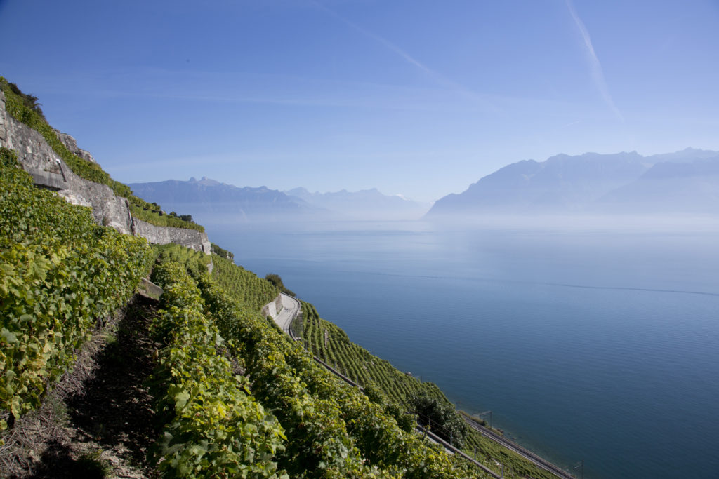 Lavaux © Vins Vaudois