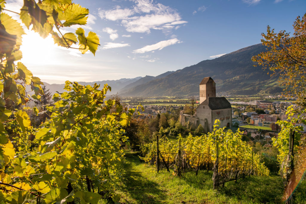 Vineyard Sargans