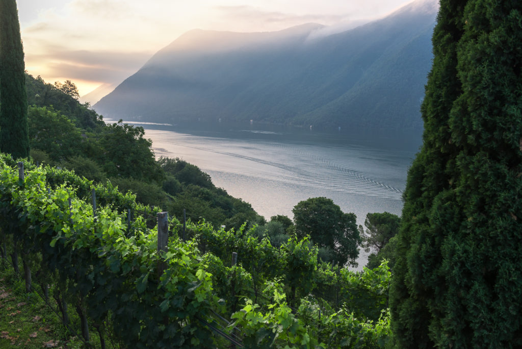 Ticino © Ticinowine