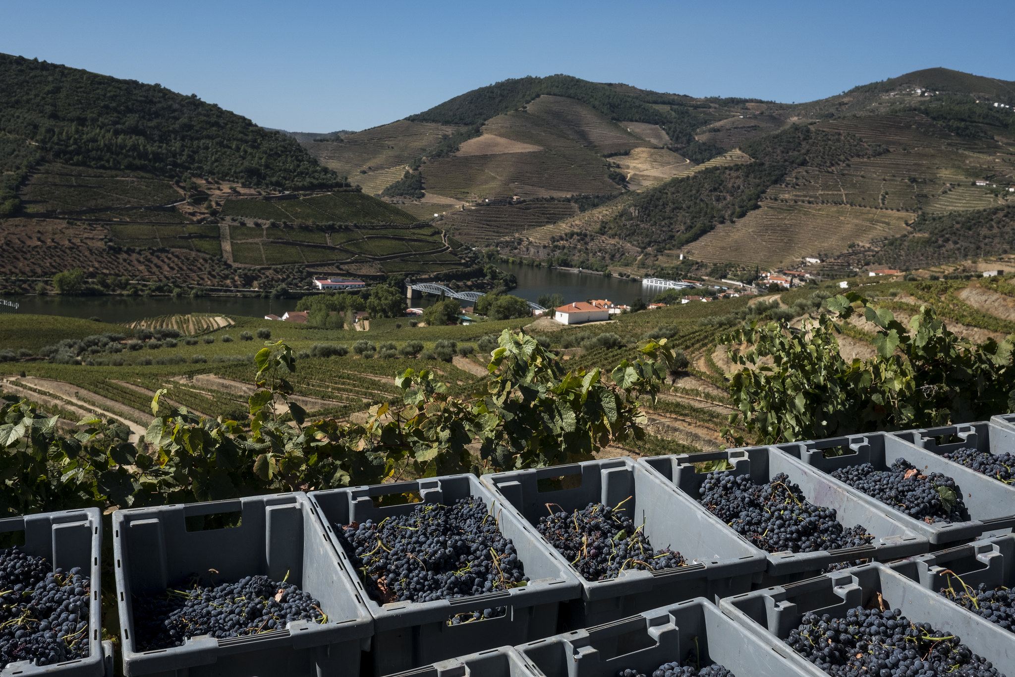 A journey through diversity and excellence from Porto to the Douro and Vinho Verde wine regions