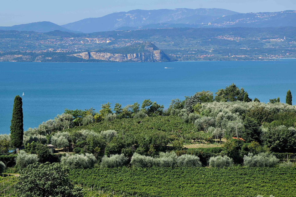 Bardolino - vigneti con sfondo lago e cipressi