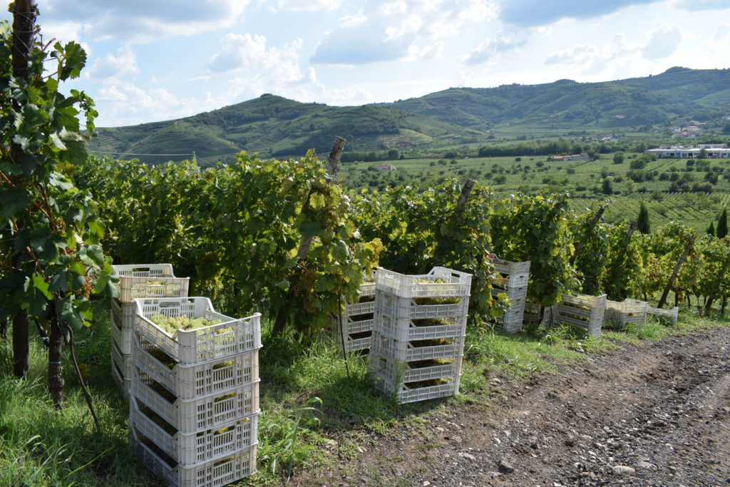 Giannitessari wineyards