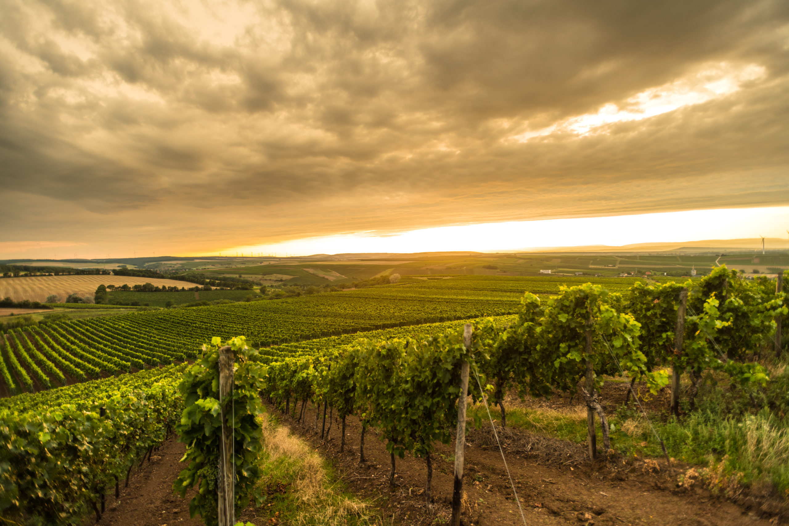 A sum greater than its parts: Rheinhessen and its subregions