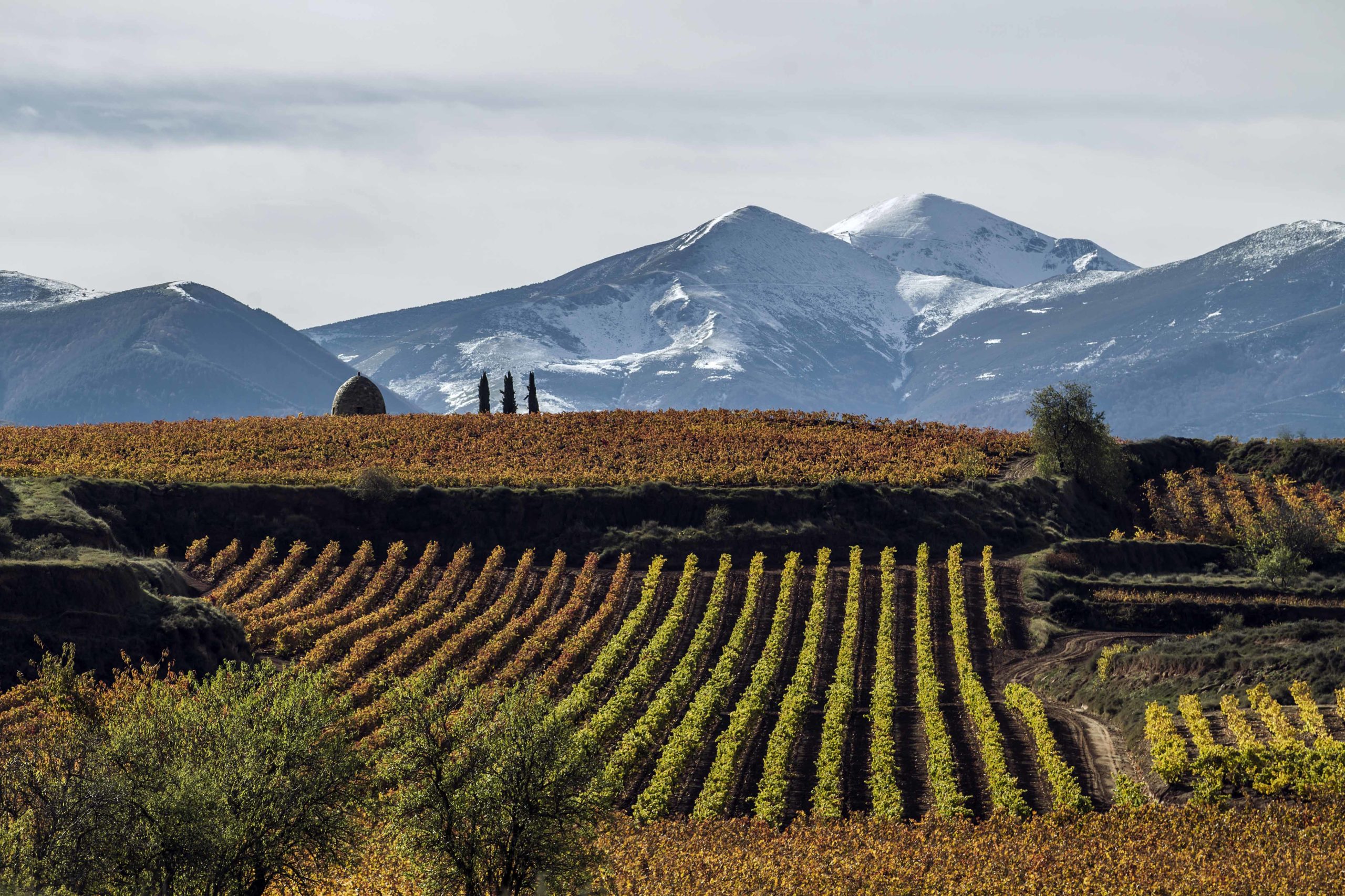 Rioja, a Dazzling Mosaic of Vineyards and Styles