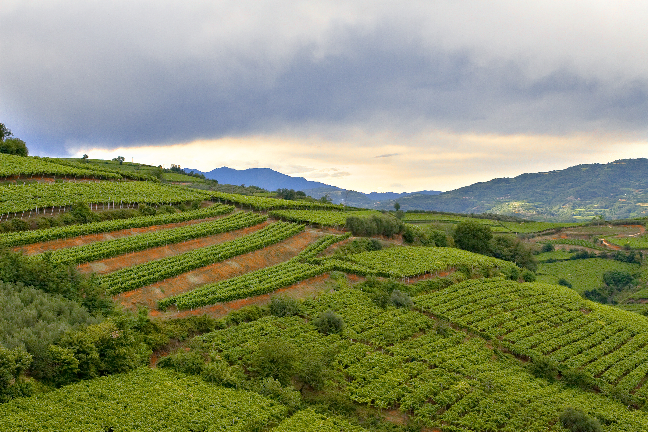 Wine in all its colours and tastes: subregions of Verona